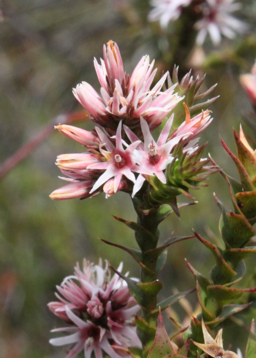 Tasmanian Plants Ericaceae